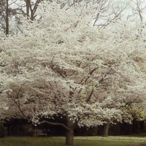 Yoshino Flowering Cherry Tree.