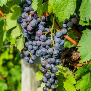 Chambourcin Bunch Grape. Large, moderatly loose bunches. Medium size grapes. Late ripening. Requires long growing season. Zones 4-7