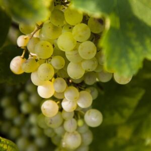 Chardonel Bunch Grape. White seeded, late ripening wine grape. that produces high quality white wine. Cold hardy, high yields, Zones 5-8.