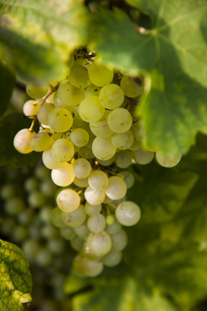 Neptune Bunch Grape Vine  Ison's Nursery & Vineyard