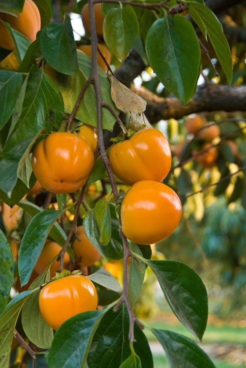 Giant Fuyu Persimmon Tree | Ison's Nursery & Vineyard