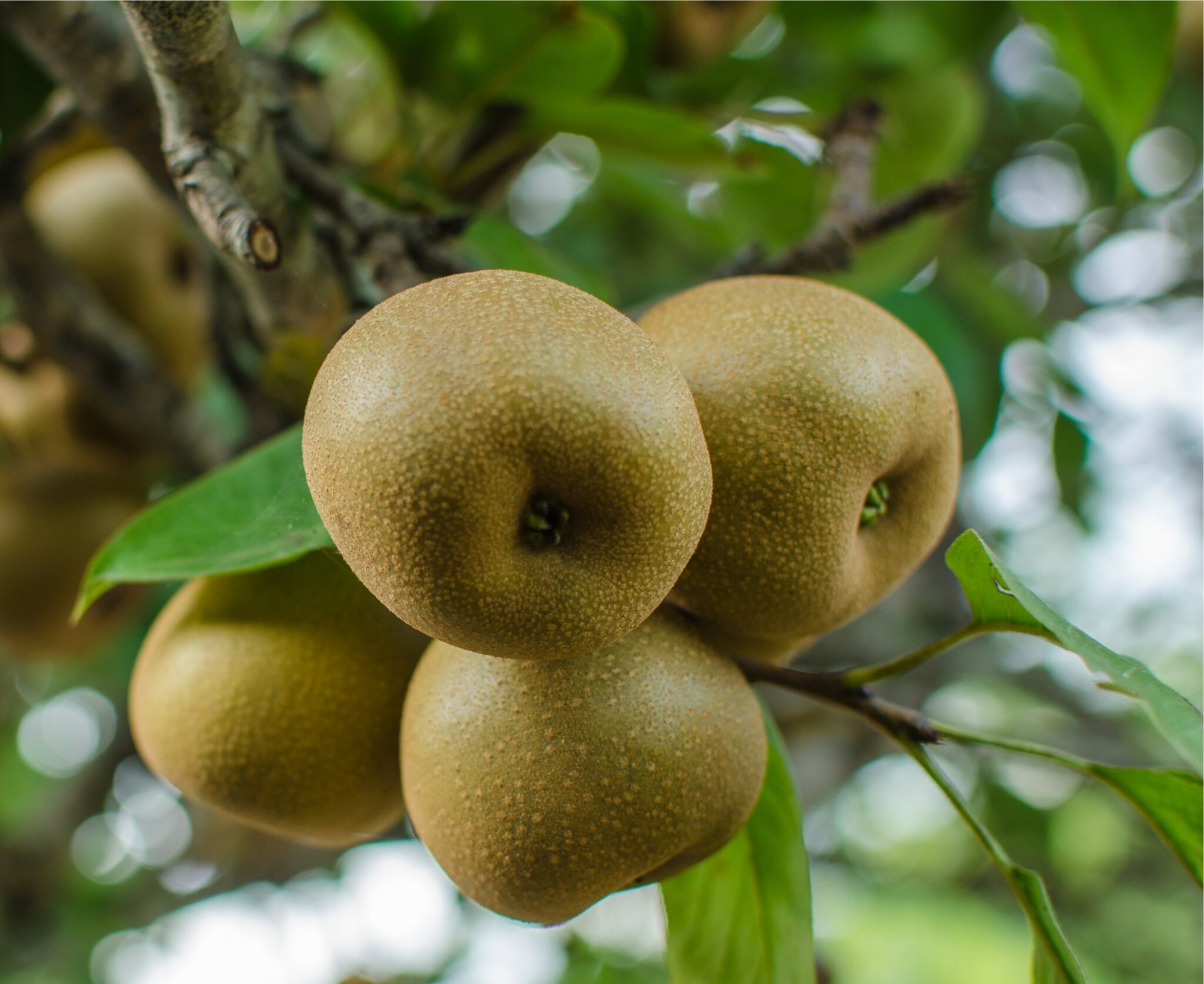 premium-korean-pear-irroro-line