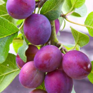 Methley Plum Tree.