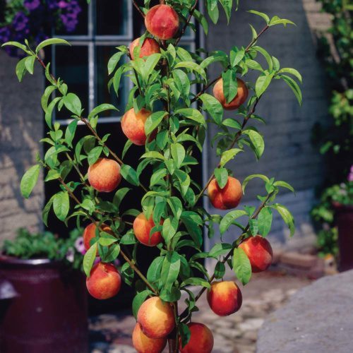 pix zee miniature peach tree for sale