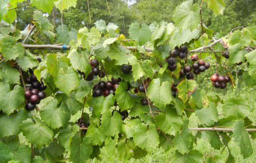 Sweet Mix Muscadines Isons Nursery And Vineyard