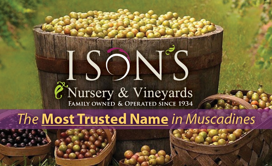 Ison S Nursery Vineyard The Most Trusted Name In Muscadines