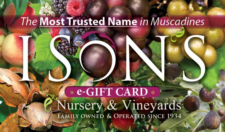 Female Varieties Archives - Ison's Nursery & Vineyard