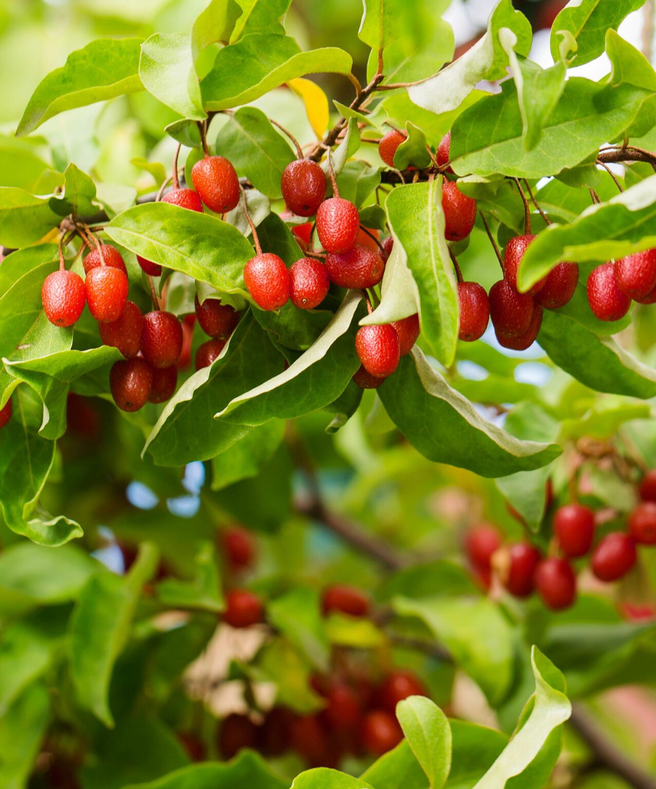 Red Gem Goumi Berry Isons Nursery And Vineyard