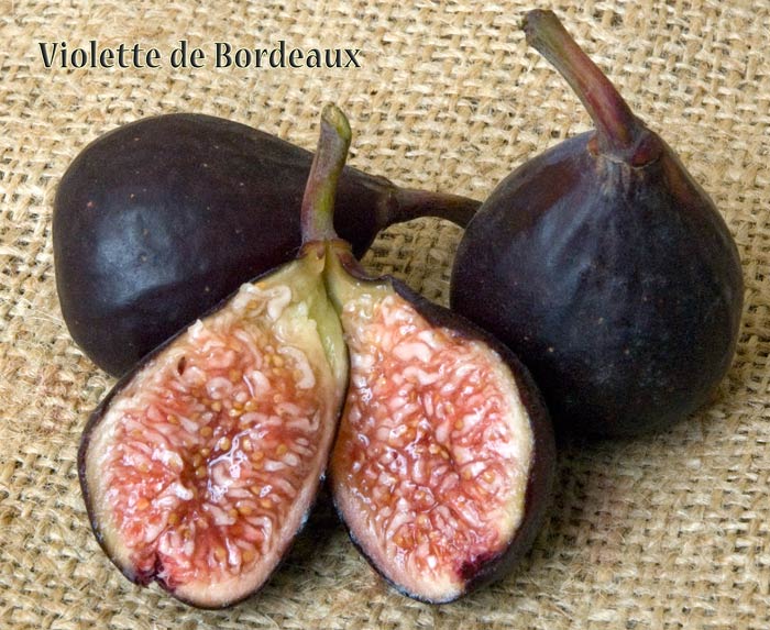 Violette de Bordeaux Fig Tree 3-4
