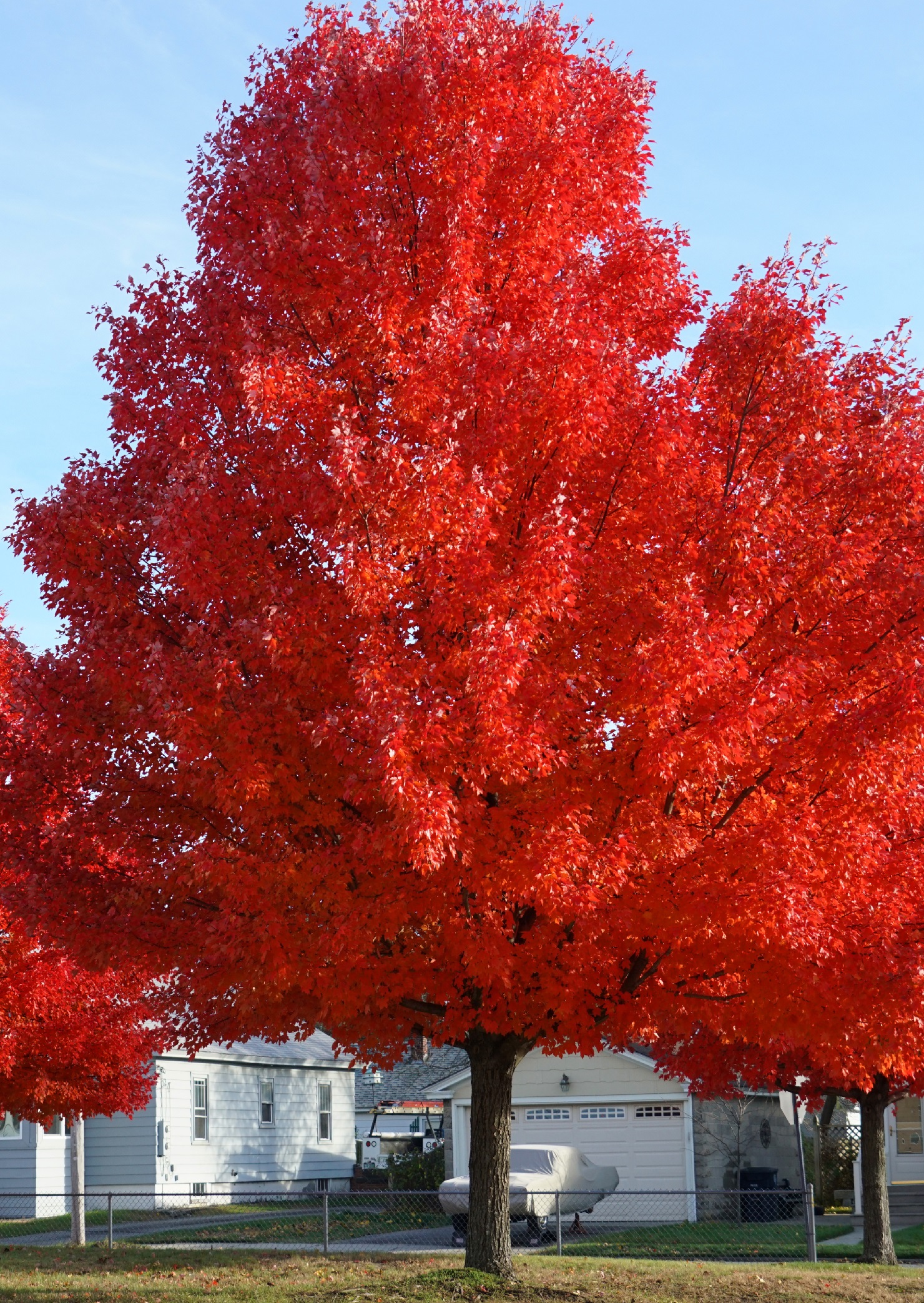 types of red maple trees
