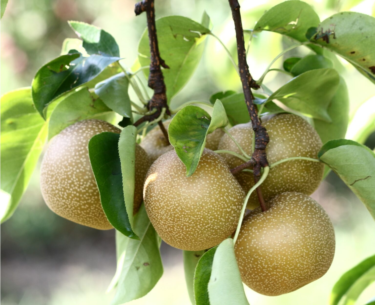 Hosui Asian Pear Tree | Ison's Nursery & Vineyard