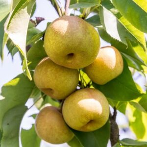 Hosui Asian Pear Tree | Ison's Nursery & Vineyard