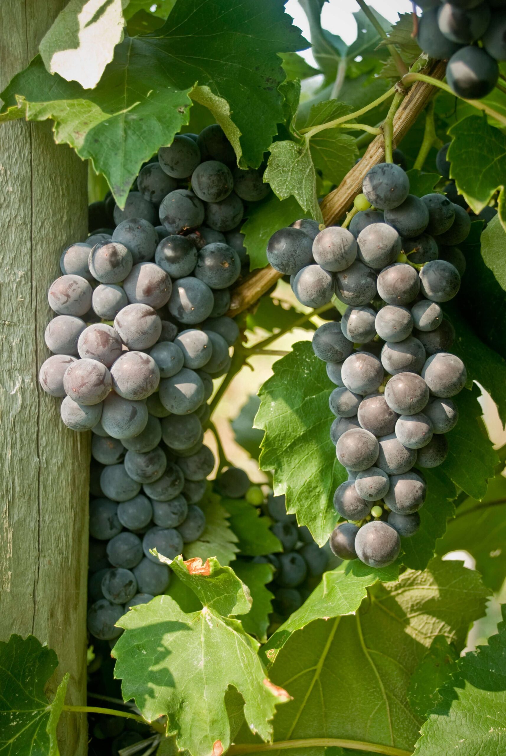 https://www.isons.com/wp-content/uploads/2023/07/Everest-Bunch-Grape_Doubel-A-scaled.jpg