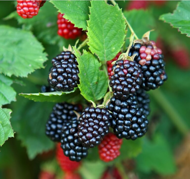 Blackberry Plants Archives - Ison's Nursery & Vineyard