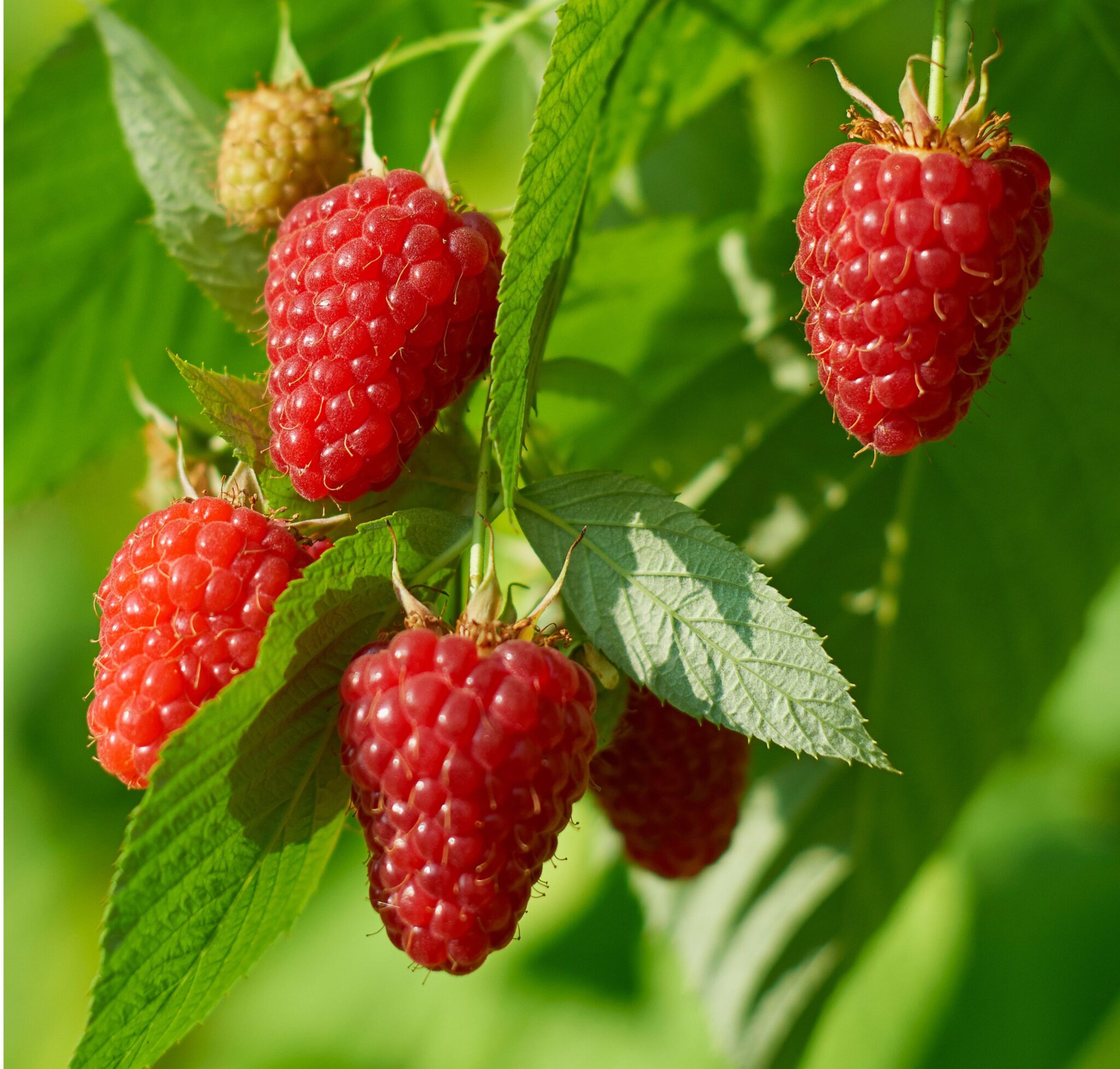 Raspberry Plants Archives - Ison's Nursery & Vineyard