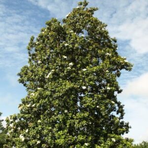 Magnolia Trees