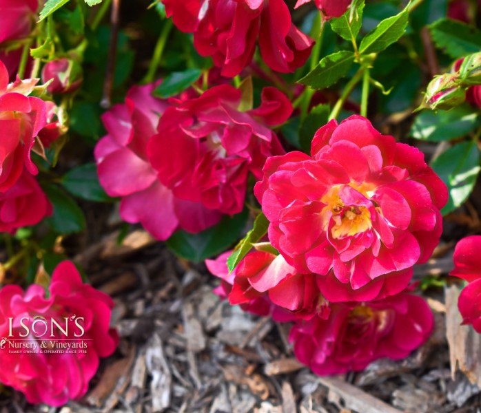 Red Drift Roses - Ison's Nursery & Vineyard